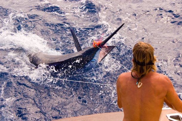 Bonze lures now in Australia